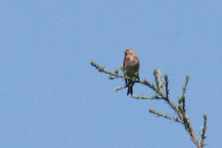 Aiuto riconoscmento